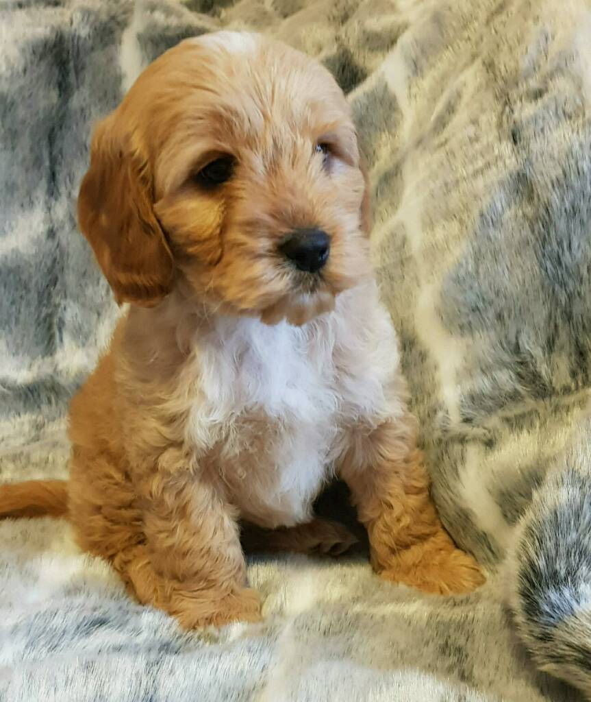 cockapoo puppies gumtree
